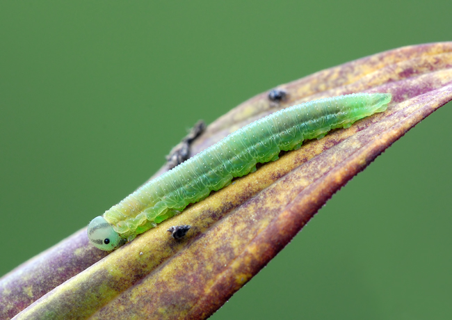 identificazione bruchi